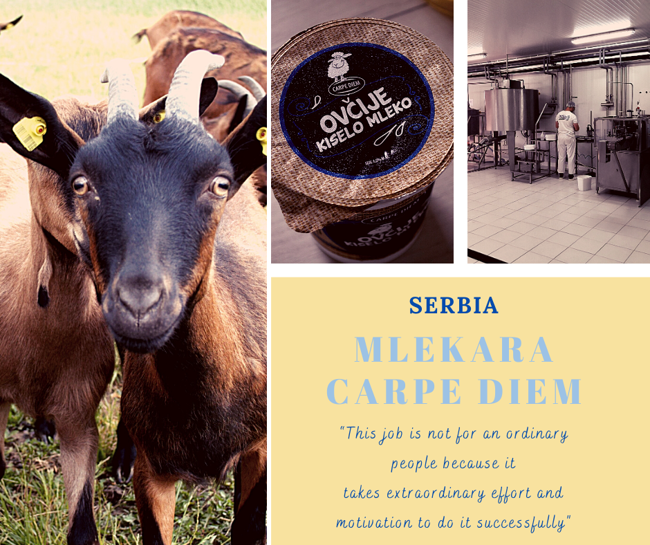 MILKed_project's tweet photo. Presenting to you our first case study - Carpe diem dairy from Serbia, that transforms goat's milk to pasteurized milk, soft and many sorts of semi-hard cheeses and yoghurt every day. Besides, they transform milk from 🐏&amp;🐮 as well.  #dairy #goat #milk  https://t.co/82MvfI8aGC https://t.co/kcZDXybnqi