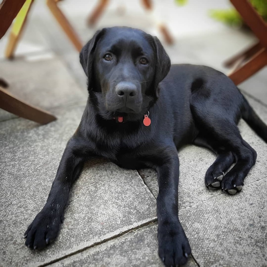 shirlieclaire's tweet photo. #lockdownpup hit six months yesterday and tried his first ham bone to celebrate. https://t.co/3qjGTErpwt https://t.co/i1XGZyTw3x