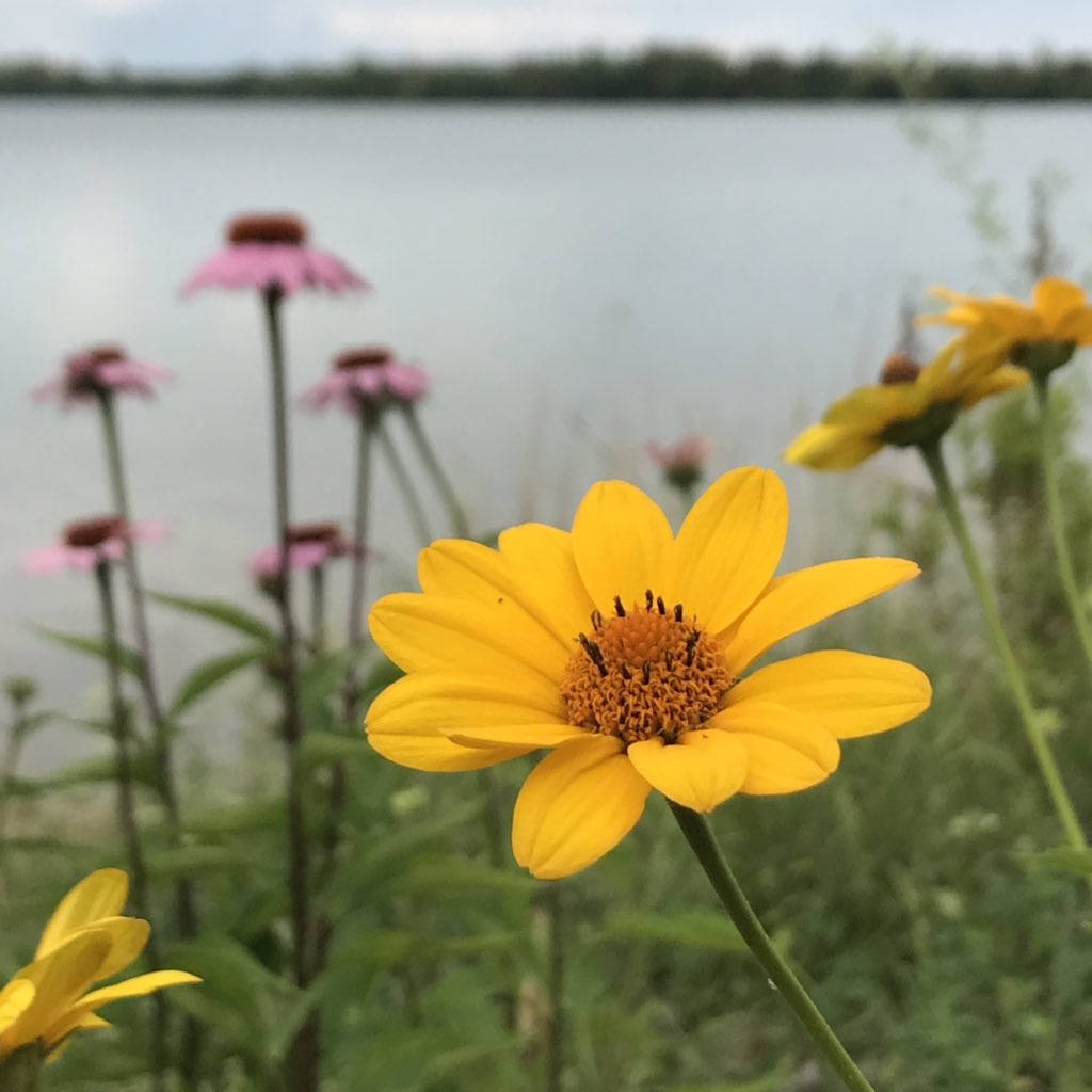 QCOutreach's tweet photo. Now #BloomingInQuinte at the planted shoreline in the Ameliasburgh Park on Roblin Lake #NativeOntario Smooth Oxeye, Wild Bergamot, and Purple Coneflower. Sections of the park shoreline were planted &amp; left natural to protect the shore from further erosion and to create habitat. https://t.co/rURKDaLWEC