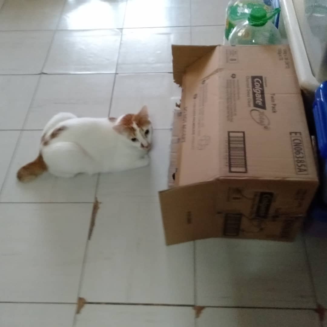 pebblesthetorbi's tweet photo. Whatcha doin' there, Buddy?
#MeetJasper #MeetPlatinum https://t.co/fPEqM8ZqIb