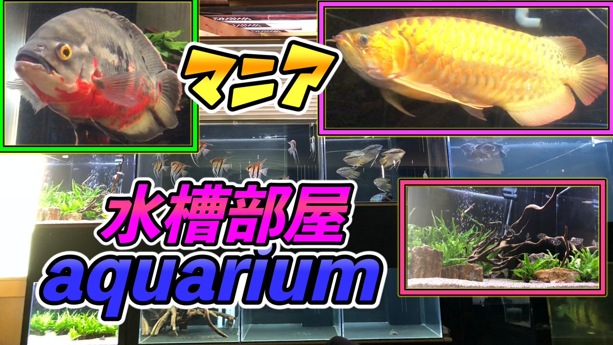 アロ78 ななはち على تويتر マニア訪問編 大型の水槽部屋 T Co Sdqvc5kmli オスカー アジアアロワナ ダトニオ スヌーク エンゼル など 産卵やベビーもいました 見てね 良かったらrtもよろしくです Aro78 アクアリウム 水槽部屋