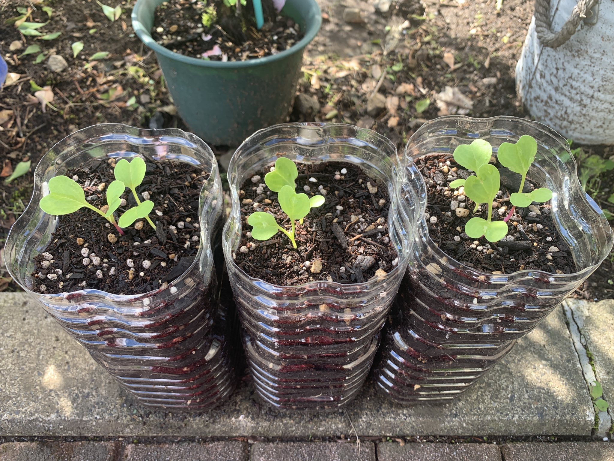 佐藤佑佳 大根の種をいただいたので ペットボトル栽培で家庭菜園はじめました 種まきから10日目 2つか3つにまびきして 肥料あげました ペットボトル栽培 畑がなくても 野菜が育つか T Co G4g9hhp6ej Twitter