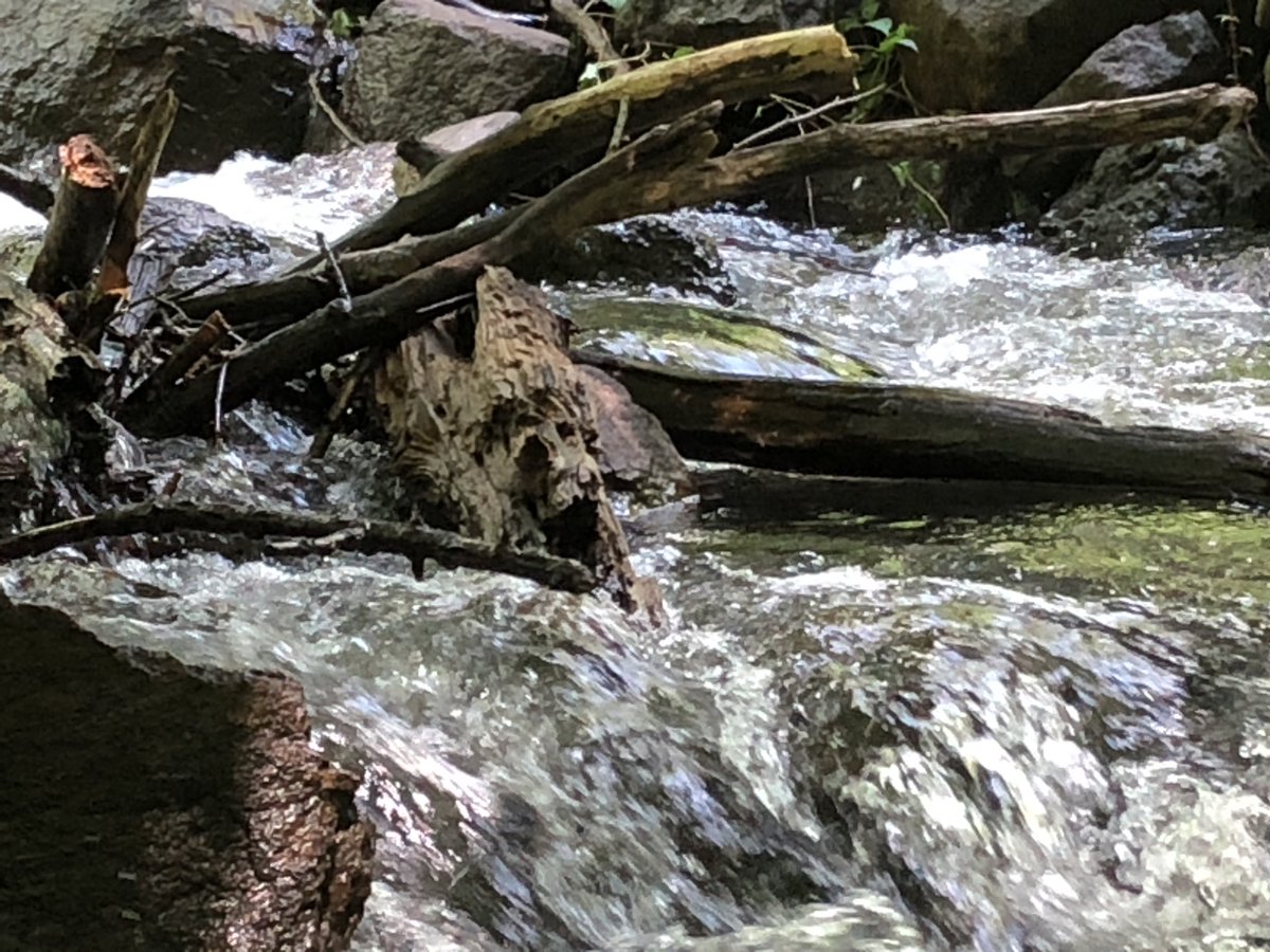 MillinerJanet's tweet photo. Its horror pursued
thru mountains and woods,
e’en streams it menaced
and roared all it could.

#MicroPoetry #Poetry #Poems #PoetryCommunity #AmWriting #PS365 #Horror #Nature #Fear https://t.co/8aMJUQI60y