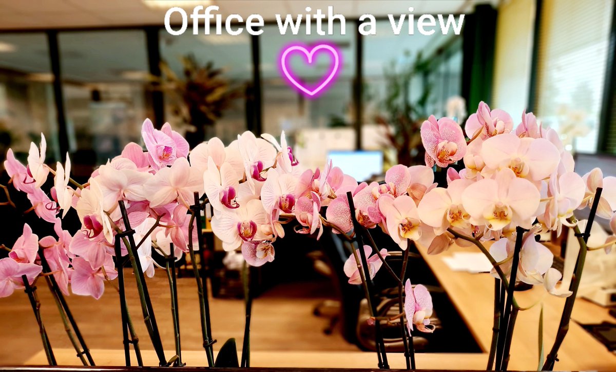 We enjoy our work in the office every day! 
#HoogBos #HoogBosorchids #GorgeousGold #orchids #phalaenopsis #grower #instaplants #instaflowers #JongBos #gold #plantsofinstagram #houseplantsofinstagram #officewithaview #enjoyworking