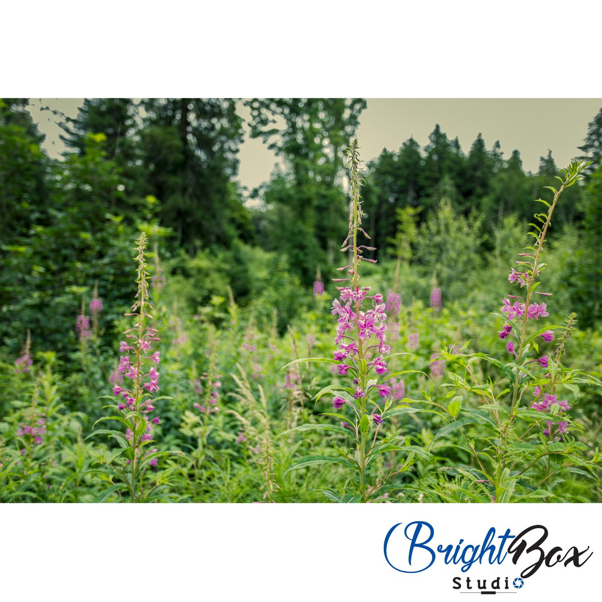 brightboxphoto's tweet photo. Let nature do it's thing.
---
#BrightBoxStudio #ScreenSaver #Wallpaper #Green #Meditating #Picture #SimpleThingsInLife #Nature #JustWalking
---
#CanonIreland #Ireland #BoutYeh #NationalTrustNI #Flowers #ForestPark #BelvoirPark #Belvoir #Belfast #TuesdayMotivation #Tuesday #Purple https://t.co/kIdrsXVXd3