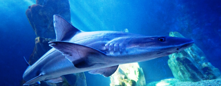 14 luglio Giornata mondiale degli squali
Questi magnifici predatori del mare sono a rischio estinzione a causa dell'azione dell'uomo! E' necessario mettere in atto prima possibile azioni di tutela e conservazione.
Scopri di più cliccando sul link
bit.ly/3frRrK1
