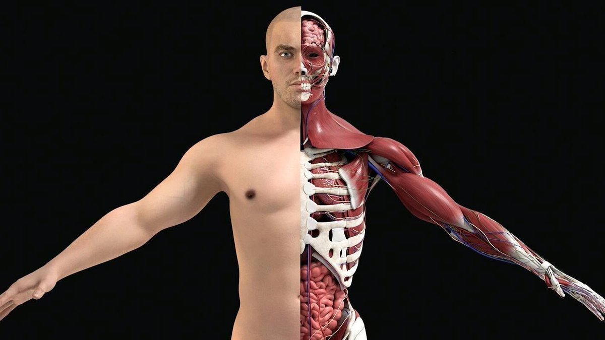 анатомия для скульпторов книга. анатомия 3в. анатомия барана для художников. анатомия для 3d художников курс. анатомия человека для 3д художника.