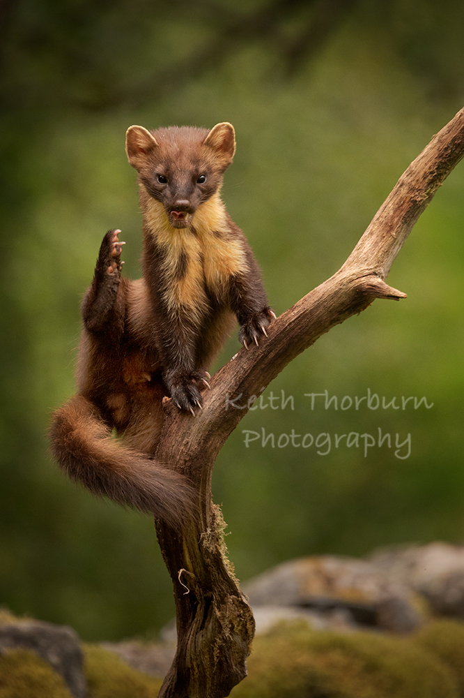 KwtImages's tweet image. A rather over exposed Pine Marten #BBCWildlife #naturephotography #ukwildlifeimages #uk_wildlife_images #wildlifephotography #rspb_love_nature #wildlifeplanet #naturelovers #pinemarten #scottishpinemarten  #kwtimages @VisitScotland