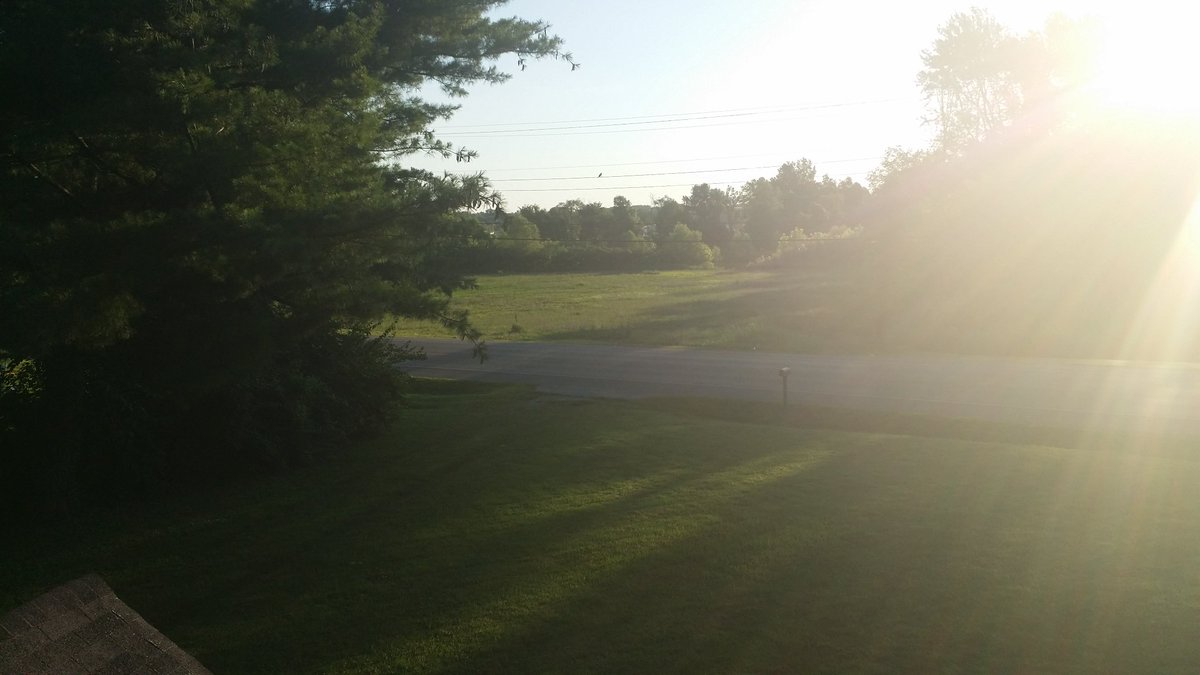 Today's rooftop view and an update to Doc's tree triming yesterday.The tree is no longer in a close relationship with the house.Beneath the braches we found a...bulge?We'll know in a few days what is under the bulge.