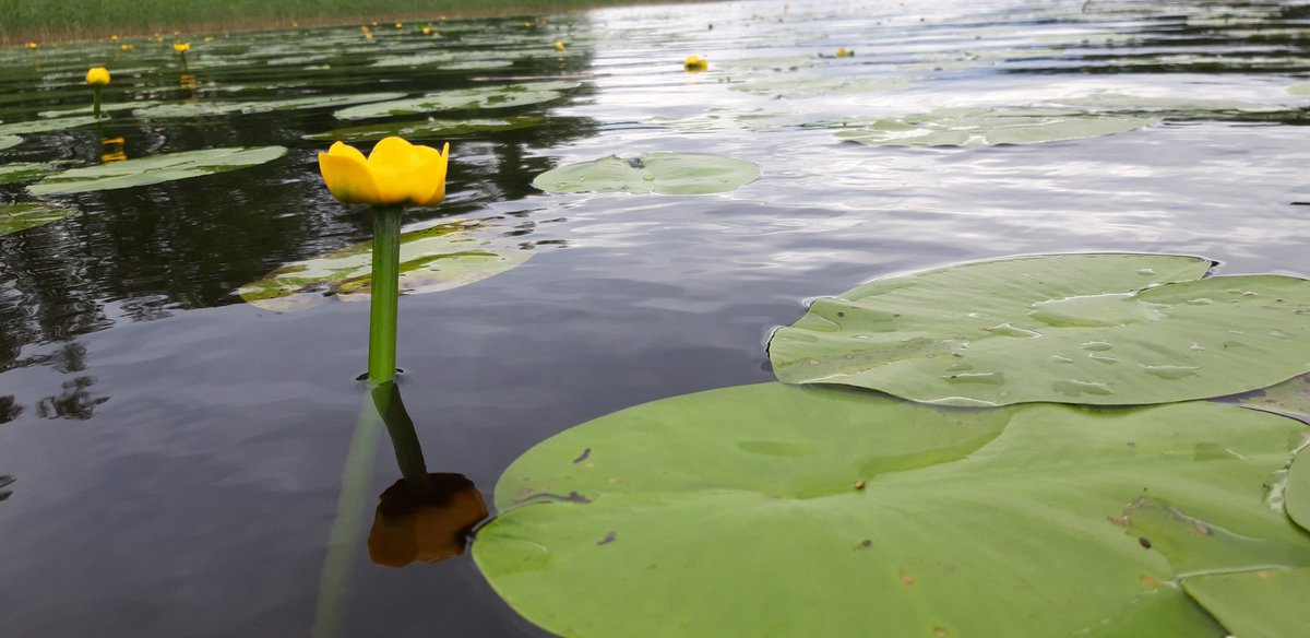 VesaVanninen's tweet photo. Kelluslehtisten vesikasvien kukintoja Näsijärven suojaisan lahden poukamassa #vesitatar #ulpukka #pohjanlumme https://t.co/dFwdUlOeIr