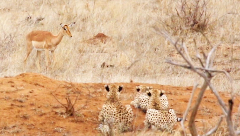 LatestKruger's tweet photo. WATCH:

A mistake can cost you everything! 
Unfortunately, this impala did that mistake today when it walked out of the herd directly into 3 cheetahs hiding behind a termite mound.

https://t.co/MMYnhLckCF https://t.co/Wv2cfKXDGu