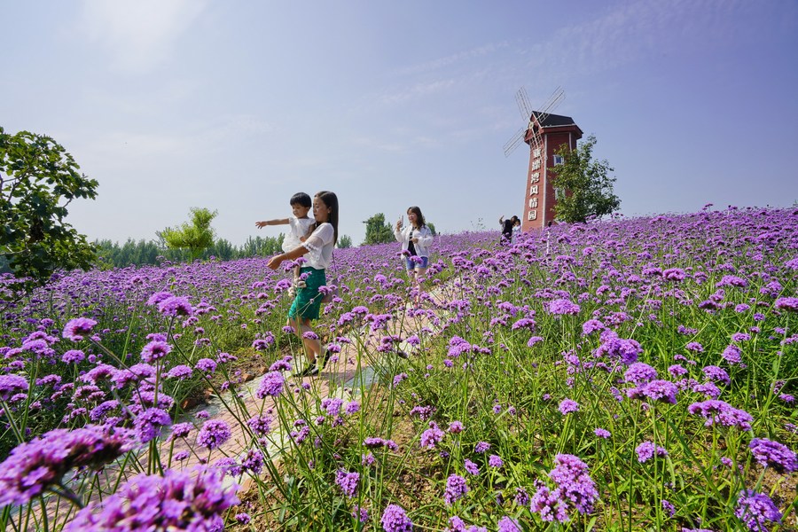 XinhuaChinese's tweet photo. 河北省迁安市亚滦湾农业公园原是滦河故道沙荒地，2014年以来，当地引进项目对这里进行综合改造。经过多年建设，亚滦湾农业公园成为面积1700余亩，集农副产品生产、果蔬采摘、旅游观光、餐饮住宿、运动体验为一体的现代农业示范园，在推动农旅融合的同时，带动周边村庄农民实现增收。 https://t.co/8QNDAAF7I8