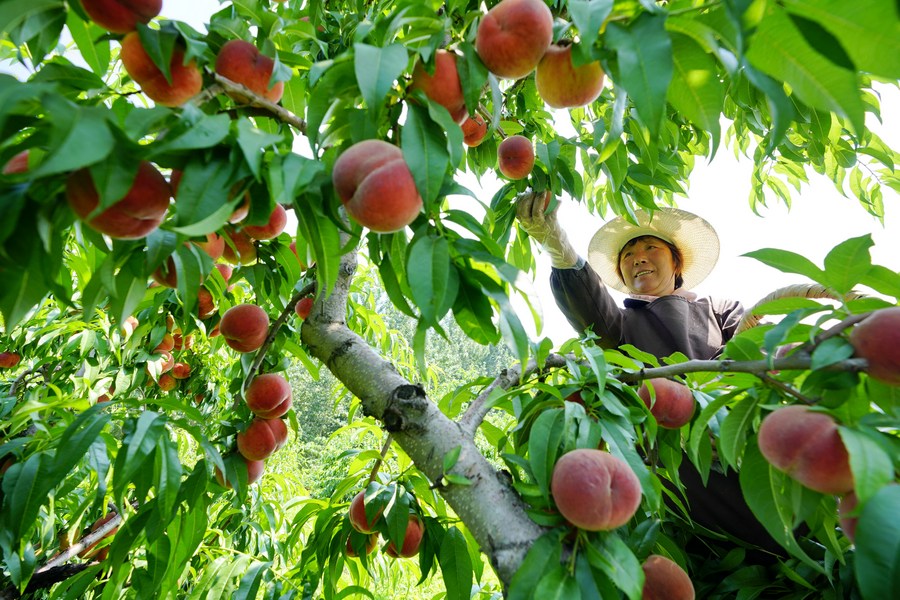 XinhuaChinese's tweet photo. 河北省迁安市亚滦湾农业公园原是滦河故道沙荒地，2014年以来，当地引进项目对这里进行综合改造。经过多年建设，亚滦湾农业公园成为面积1700余亩，集农副产品生产、果蔬采摘、旅游观光、餐饮住宿、运动体验为一体的现代农业示范园，在推动农旅融合的同时，带动周边村庄农民实现增收。 https://t.co/8QNDAAF7I8
