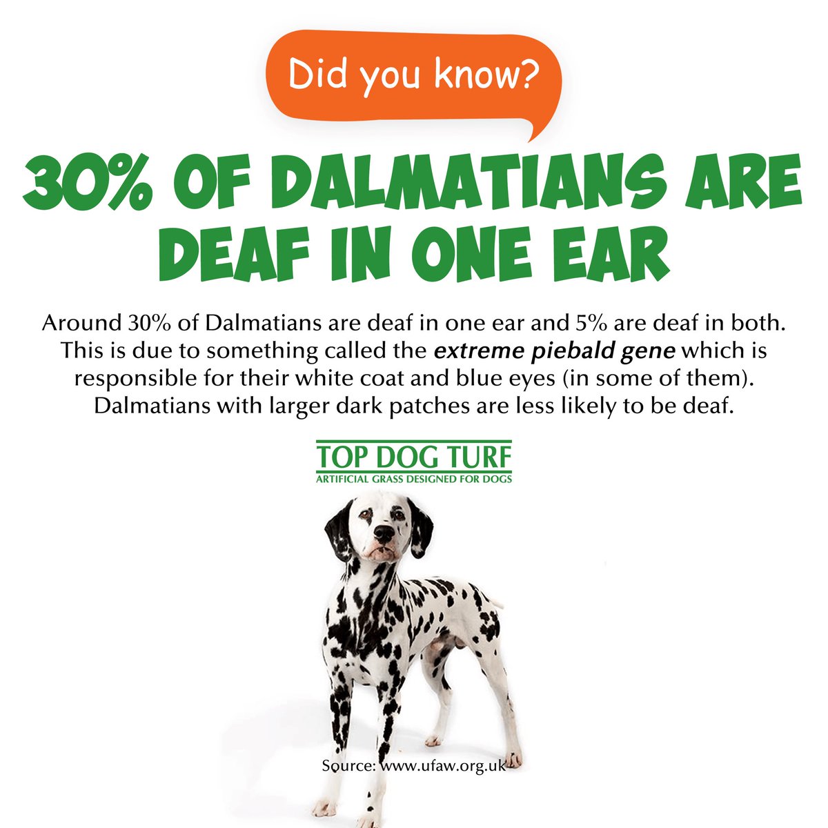 TopDogTurf's tweet photo. Doggie fun fact of the day 🐶
#TopDogTurf #dogfunfact #puppylove #dogfacts #doglovers #dogfacts #factoftheday #pets🐾 #dailyfacts #petdogs #dogpet #dogowners #petdoglover #facts💯 #dogsofinstagram https://t.co/y0usps7g0m