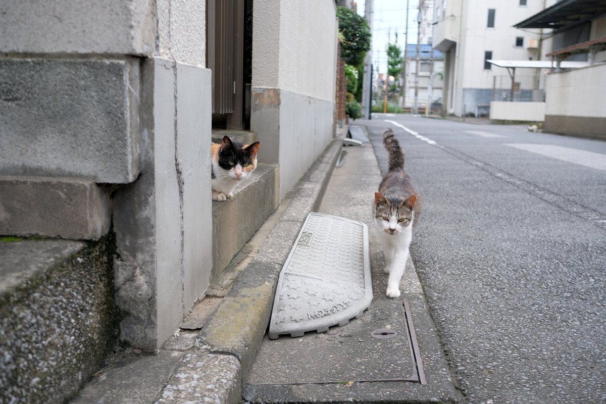 六 tweet media