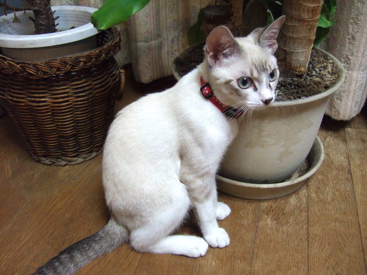 シャム猫の色変わりすぎ選手権 シャム猫 ポインテッド模様さん が成長するに連れて変化していく様子が凄まじい 比べると誰おま Togetter