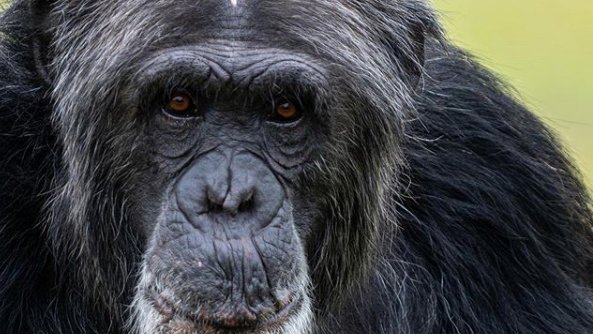 zoomiami's tweet photo. Let's go bananas! 🍌 Celebrate World Chimpanzee Day with us! Our closest living relative in the animal kingdom deserves their special day.

📸: @sonymagician⠀

#ChampForChimps #ChimpSAFE #WorldChimpanzeeDay #WeAreAZA #Chimpanzee #ZooMiami #Zoo #Miami #SouthFlorida #AnimalLovers https://t.co/4GGbXLtYDS