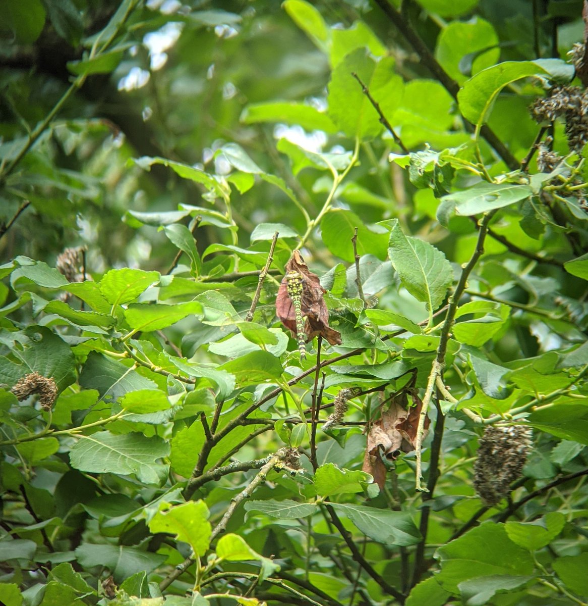 Isabel Commerford (@isabelcommerfo1) on Twitter photo Rubbish quality but I spotted a lovely female southern hawker through my binoculars a couple of weeks ago <a href="/BDSdragonflies/">British Dragonfly Society</a> #dragonflies Rubbish quality but I spotted a lovely female southern hawker through my binoculars a couple of weeks ago <a href="/BDSdragonflies/">British Dragonfly Society</a> #dragonflies