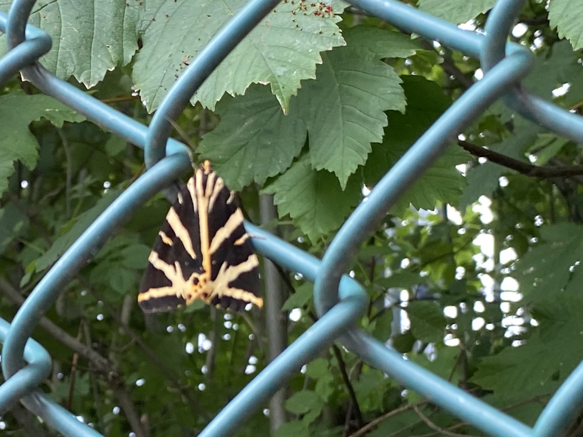 It’s jersey tiger moth time of the year #westcombepark #greenwich #moths @WildGreenwich