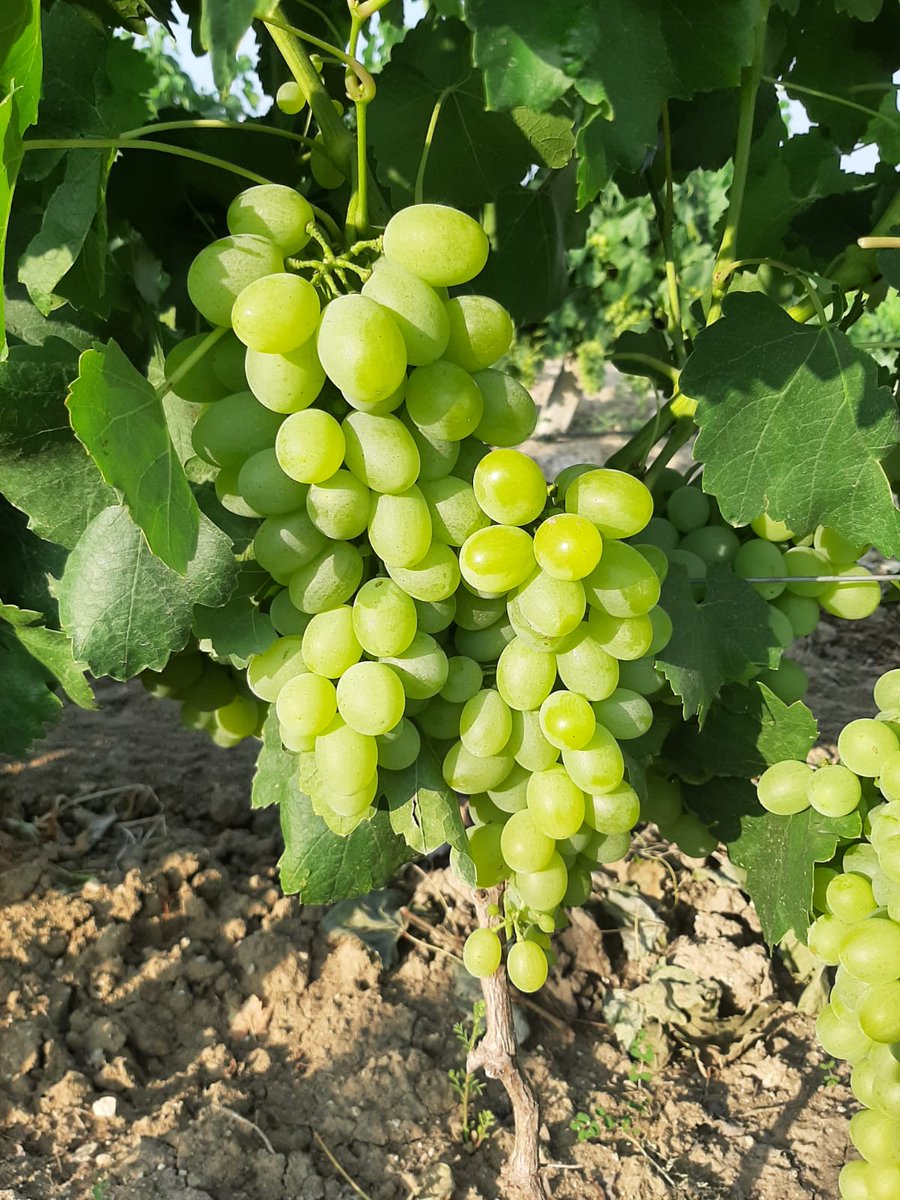 AkpaTurkey's tweet photo. White grapes “VICTORIA”  (available to supply from 30 week). 
White grapes, very good for its precocity, productivity, and appearance. With excellent resistance to transport and shelf of the plant.
Availability: from July to September. https://t.co/A2anJEd9xU