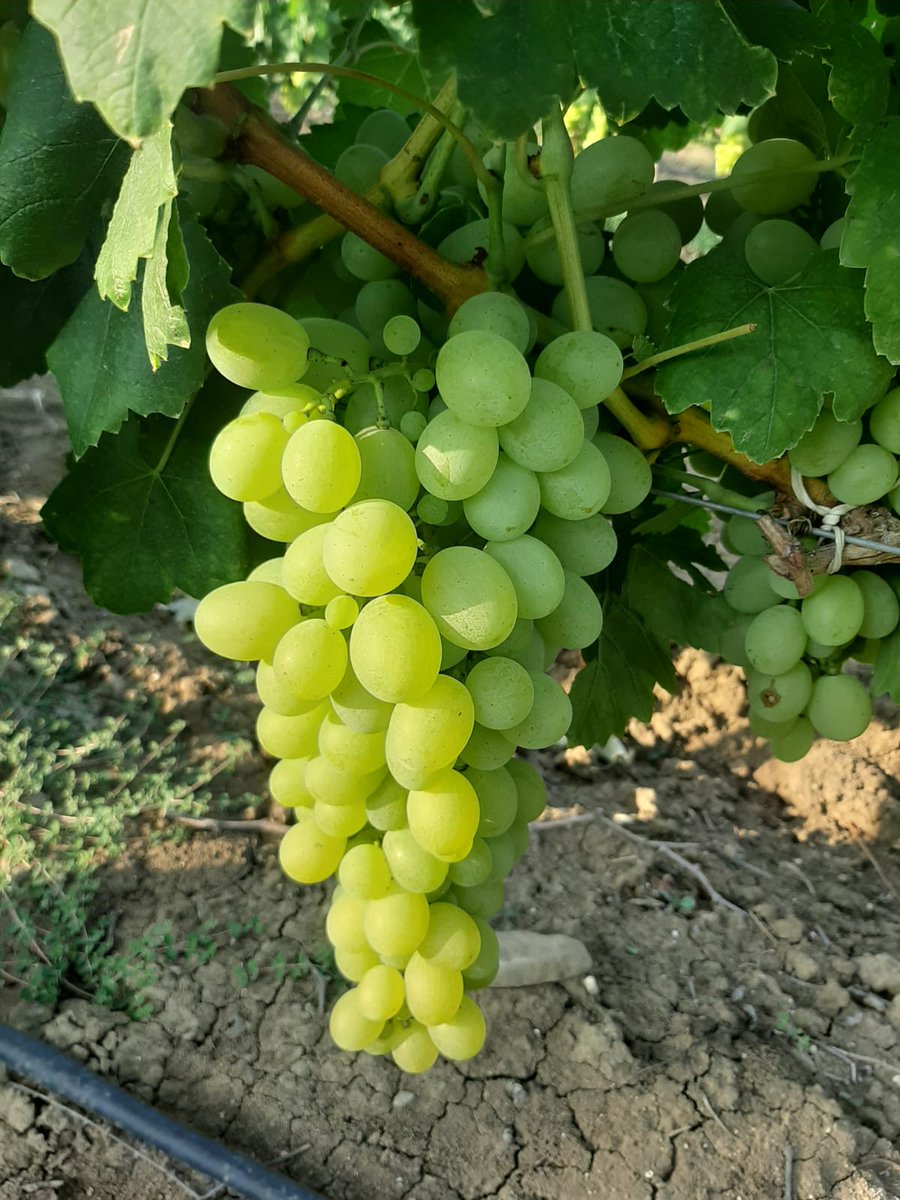 AkpaTurkey's tweet photo. White grapes “VICTORIA”  (available to supply from 30 week). 
White grapes, very good for its precocity, productivity, and appearance. With excellent resistance to transport and shelf of the plant.
Availability: from July to September. https://t.co/A2anJEd9xU