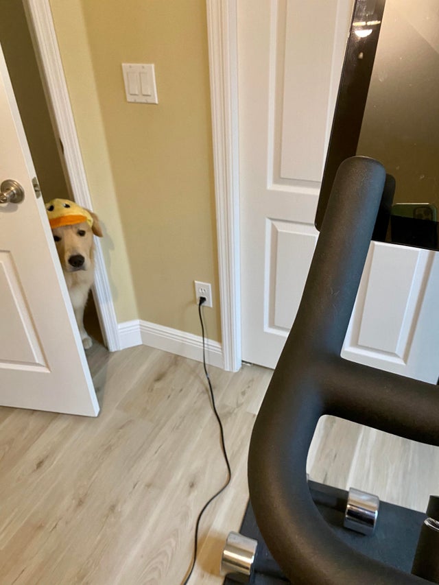 RelaxMyDog tweet media