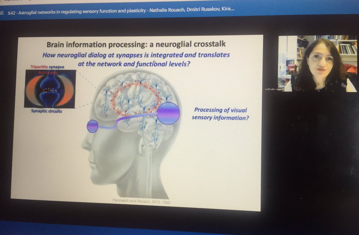 RancillacA's tweet photo. Great talk with numerous unpublished data by @NathalieRouach showing the involvement of astrocytes in the closure of the critical period of the visual cortex.
#fens2020 #glia #astrocytes #visualcortex @DalleracG @josien_visser #cortex #plasticity #Cx30 https://t.co/tCAwM5ODjf