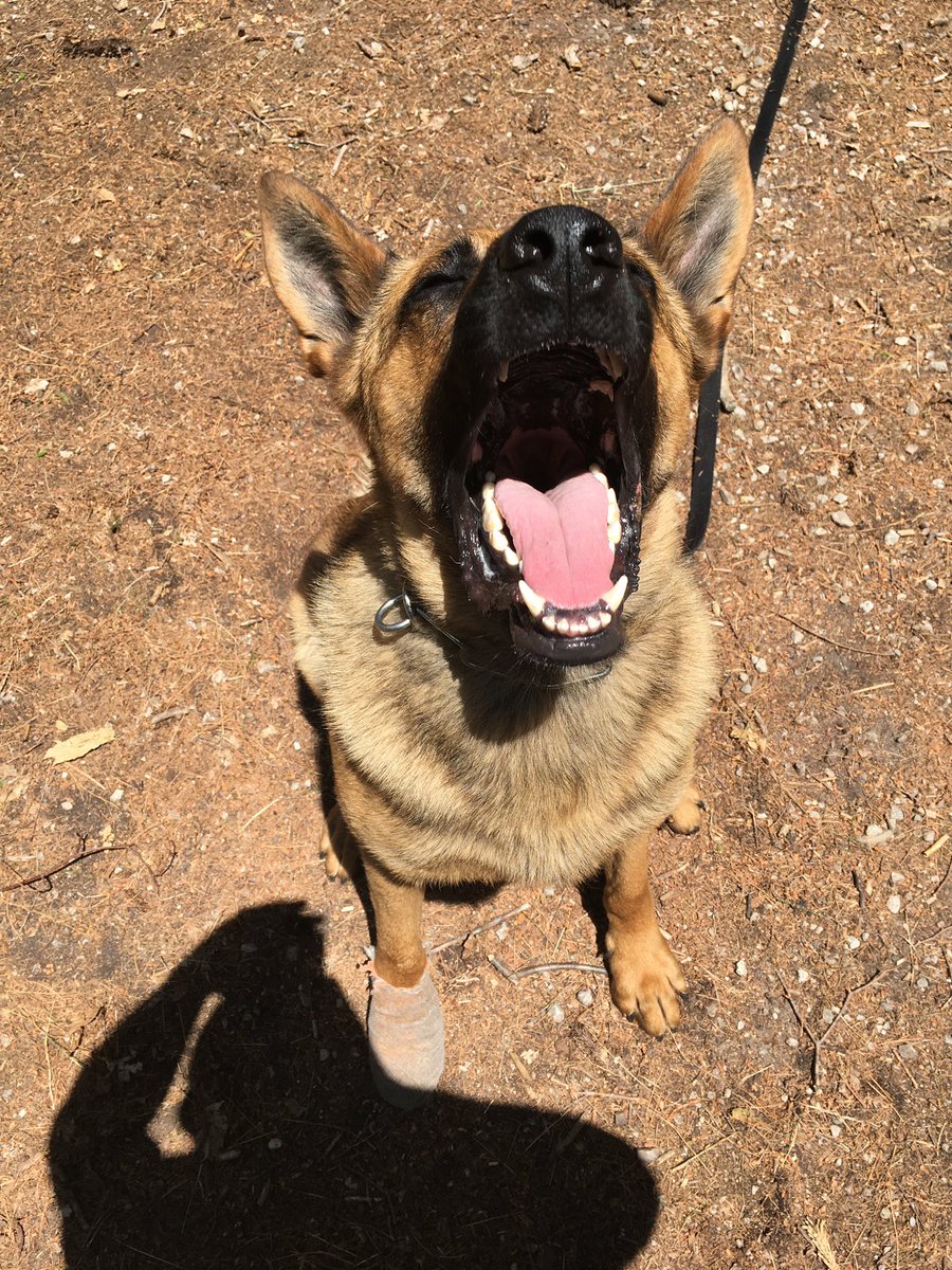 Public Safety TPS (@tpssafety) on Twitter photo This is Walker. He is a shepherd/malinois cross. He is in training to be a general purpose dog. He likes long walks on the beach and periodic dental checkups. <a href="/TPSK9/">Toronto Police K9</a> #gsd #malinois #k9 #policedog This is Walker. He is a shepherd/malinois cross. He is in training to be a general purpose dog. He likes long walks on the beach and periodic dental checkups. <a href="/TPSK9/">Toronto Police K9</a> #gsd #malinois #k9 #policedog