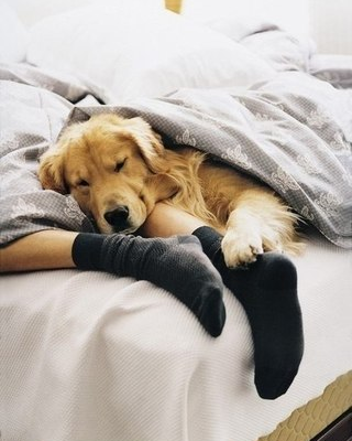 Dogkora1's tweet photo. Cute baby😍❤️⠀⠀⠀⠀⠀⠀
Visit :https://t.co/e6fOctRoCn⠀⠀⠀⠀⠀⠀
⠀⠀⠀⠀⠀⠀
 #doglovers #pet #petlovers  #labradorretriever #goldenretriever #doglover #worlddog #GSD https://t.co/xK9BZcWvLh