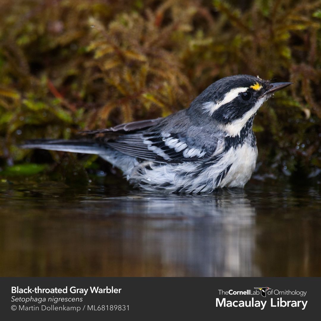 CornellBirds's tweet photo. Out of all #BathingBirds, the Black-throated Gray Warbler is one of only five species known to "dew bathe" in especially dry seasons. They rub dew on their wings and  bodies to bathe. But, when water is available, these birds bypass the dew for regular baths🛁 https://t.co/kndeicvmWX