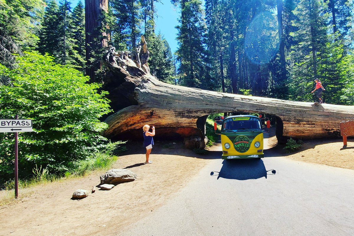 tmntvan's tweet photo. #RoadTrip
#Tmnt #TeenageMutantNinjaTurtles #NinjaTurtles #TmntVan #PartyWagon #TurtleVan #TeamEastman #ComicCon #Cosplay #TmntCosplay #Vw #VwLife #VwStyle #Kombie #VwBus #VwBusLife #SequoiaNationalPark #TunnelLog #TunnelTree #KingsCanyonNarionalPark #SequoiaTrees #SequoiaTree https://t.co/UAc4W7Jrlg