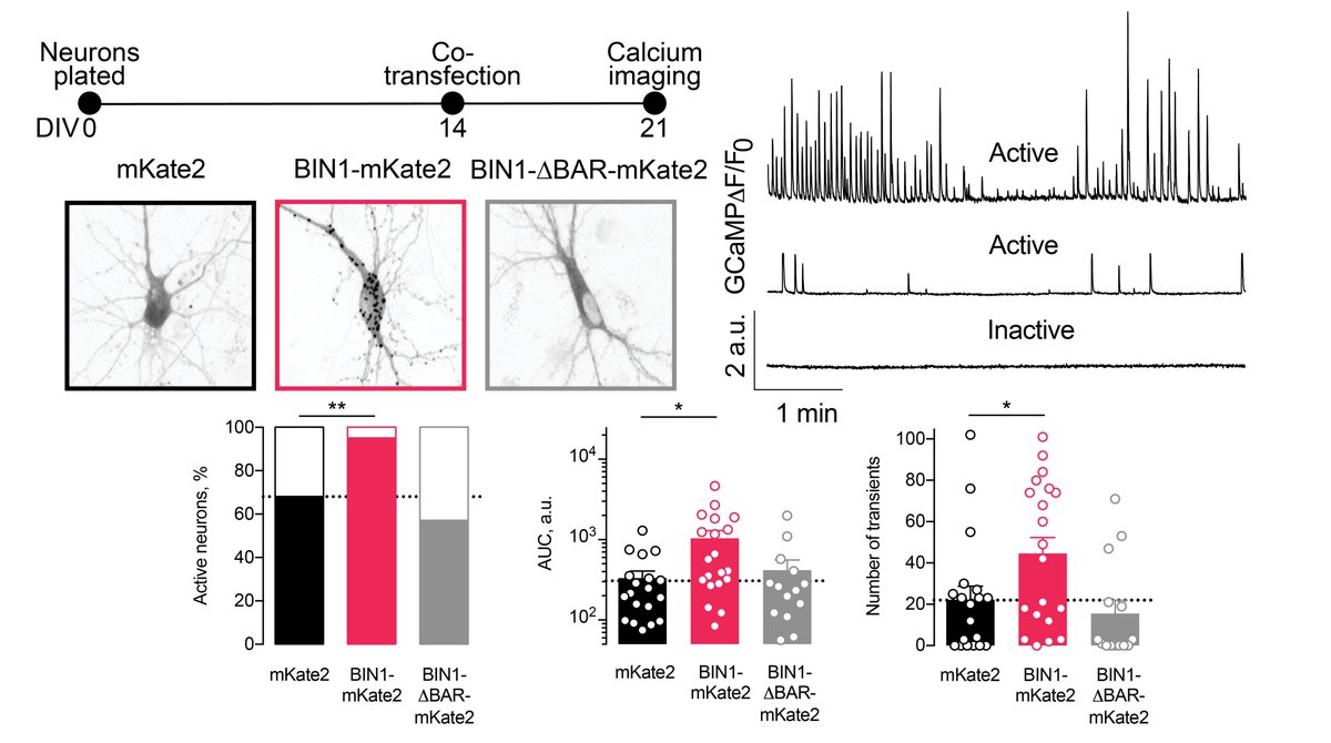 To ensure we did not observe a developmental effect (AAV-BIN1 at DIV 2), we co-transfected neurons with BIN1 and GCaMP6f at DIV 14, when neurons were mature. A week later, BIN1 roughly doubled calcium influx. Importantly, BIN1 missing the BAR domain was similar to controls. 5/n