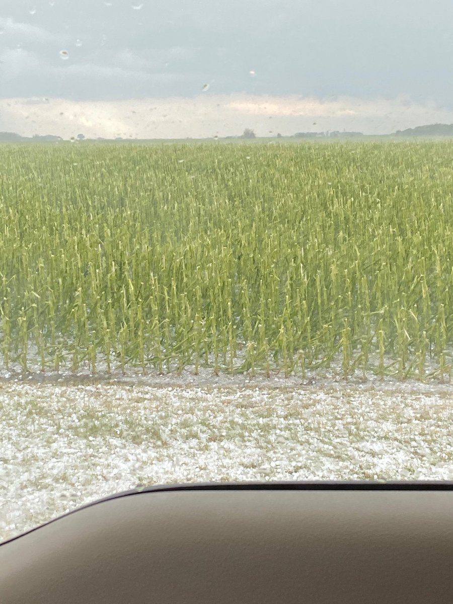NordlyAaron's tweet photo. @ErnHolbert At least it’s not like this!  Although the question of “ will it recover and what is the yield potential” has a clear answer here! https://t.co/Va5NxPgtTs