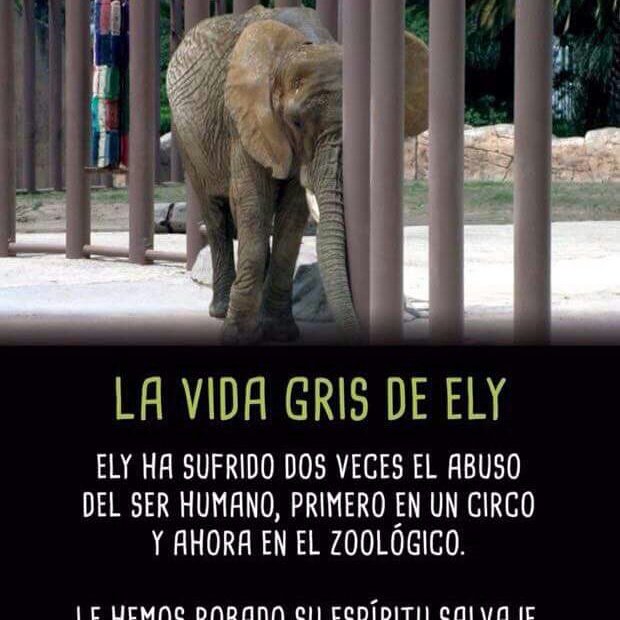 IsabelYsita's tweet photo. #Mexico unjustly keeps #Ely🐘 captive, denying her #freedom.
Neither the Government or #zoo staff show any empathy or awareness about her rights as a NON-HUMAN being.
@Claudiashein @mroblesg @GobCDMX 
#UnidosPorEly #LiberenAEly
#Justice4Ely #FreeEly
https://t.co/R87j7EJXWz
