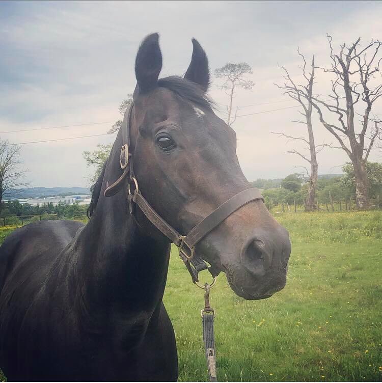 SidehouseStud's tweet photo. Double on the day for the #Orientor, Eternal Instinct, @311_mathers and @JimGoldieRacing combination as full sisters #OrientalLilly and #SoundofIona both win @ayrracecourse. Congratulations to all connections ๐ https://t.co/mpZmia9O5Y