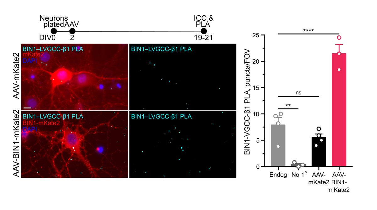 How does BIN1 increase calcium influx? In the heart, BIN1 interacts with and localizes LVGCCs to the membrane. Using proximity ligation assay (PLA), we discovered that BIN1 interacts with LVGCC-β1, which resides on the inner face of the membrane in neurons. 6/n