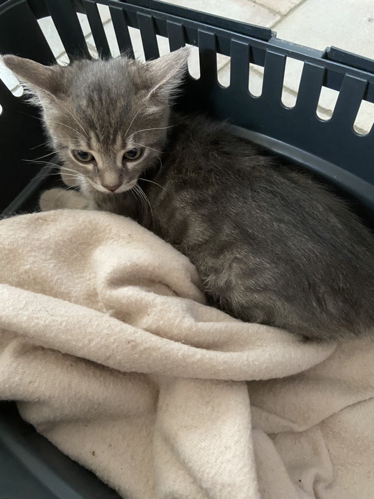 Je sais que ma TL est composée à 80% de bretons mais il faut que je trouve une famille pour ces 2 petits gars dans les alentours de Roanne (42) dans l’idéal ou même Lyon (69), RT appréciés