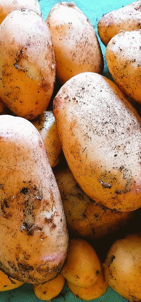 Dushdashers's tweet photo. Farmers are not couch potatoes! Produce of the first; many to follow! #farming #organic #potato #nature #delicious #greenfingers #abundance https://t.co/9fjs2lu3Mo