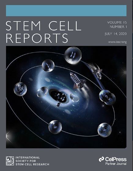 stemcellreports's tweet photo. So much interesting science in the July issue of Stem Cell Reports, including the cover story on the stabilization of haploid mouse ES and somatic cells and their use in understanding development, https://t.co/arrsf3qOs4. @ISSCR @martinperaJAX @jacksonlab https://t.co/R0Na8REJEQ