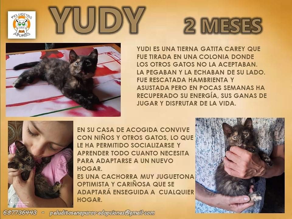 Conociendo a :
Yudy 😻
#AdoptaNoCompres #AdopcionResponsable #estiempodebebes 
#babycats #careys
#cats #gatos #mininos #madrid #peluditosenapuros