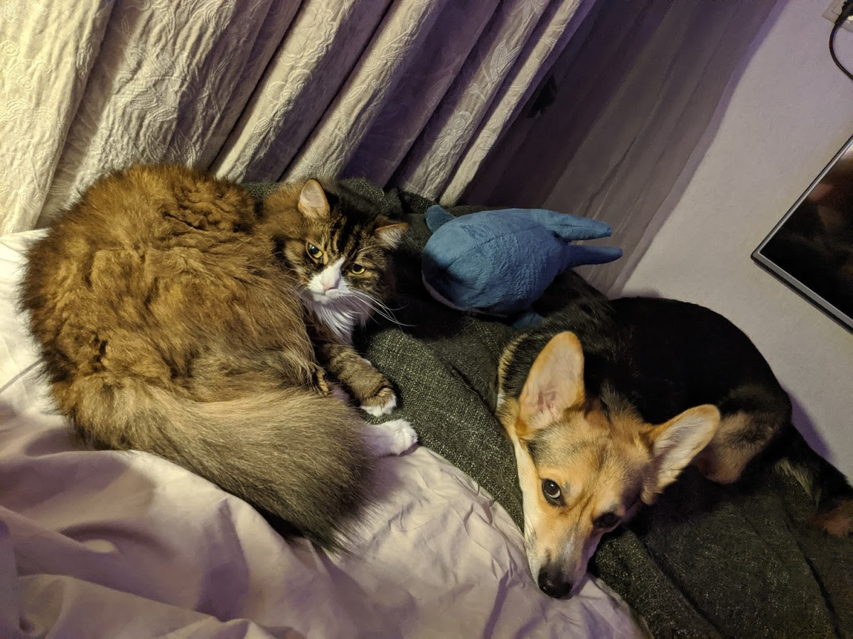 Neryumo's tweet photo. Okay #PetTrain! 

Tychus the catto and Raynor the doggo.
https://t.co/wyIA4AgMnL

Tag @shel_tc @Koteg_rnd https://t.co/GIxv9mD8S4