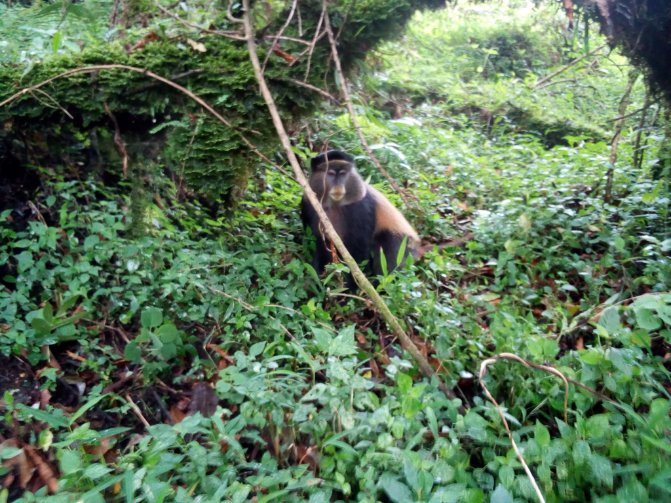 JSafaris's tweet photo. Many reasons and facts to respect nature as how small it's the Uganda's smallest national park Mgahinga where Golden monkey specie &amp;Silver back  meets to unit the three countries that's Rwanda,DRCongo and the pearl of Africa Uganda at Virunga ranges https://t.co/pF5pyLJi4R