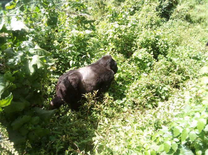 JSafaris's tweet photo. Many reasons and facts to respect nature as how small it's the Uganda's smallest national park Mgahinga where Golden monkey specie &amp;Silver back  meets to unit the three countries that's Rwanda,DRCongo and the pearl of Africa Uganda at Virunga ranges https://t.co/pF5pyLJi4R