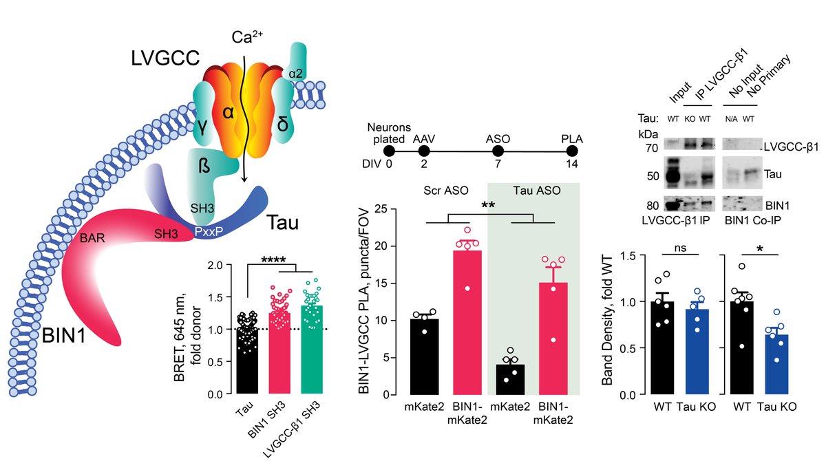 Since  @jcl_lambert and others showed BIN1's interaction with Tau through a direct SH3–PxxP interaction, we next wanted to determine if BIN1–LVGCC-β1 was Tau-dependent. Using both in vitro PLA and in vivo IP, we determined that BIN1–LVGCC-β1 was indeed Tau-dependent. 7/n