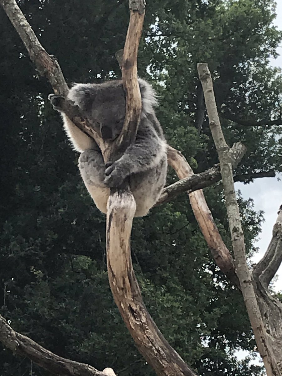 NickyJ1407's tweet photo. @Elizabethf1209 Thanks Mrs F. It was a good one! Especially visiting this one! 🐨 Still cake to come (courtesy of M&amp;S!) 🍰 Back to work tomorrow though. Boo! 😔 Thanks again for the lockdown birthday card. Speak soon. 😊 xx https://t.co/DDBJVRSqUY