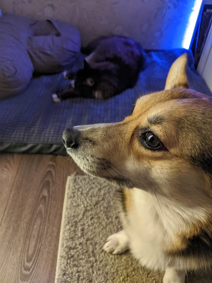 Neryumo's tweet photo. Okay #PetTrain! 

Tychus the catto and Raynor the doggo.
https://t.co/wyIA4AgMnL

Tag @shel_tc @Koteg_rnd https://t.co/GIxv9mD8S4