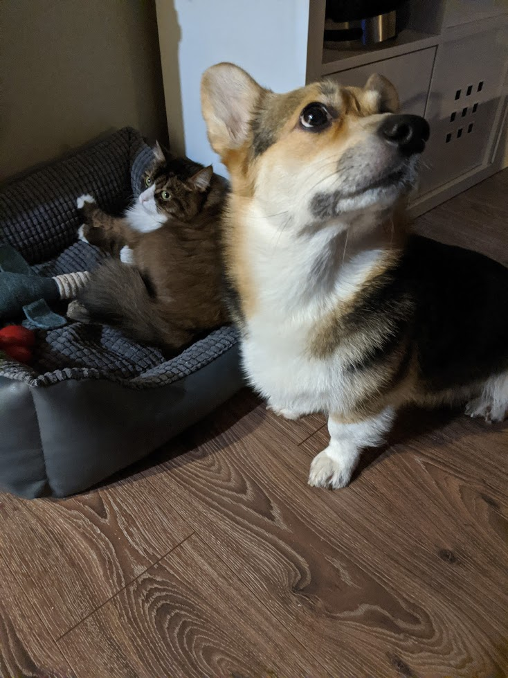 Neryumo's tweet photo. Okay #PetTrain! 

Tychus the catto and Raynor the doggo.
https://t.co/wyIA4AgMnL

Tag @shel_tc @Koteg_rnd https://t.co/GIxv9mD8S4