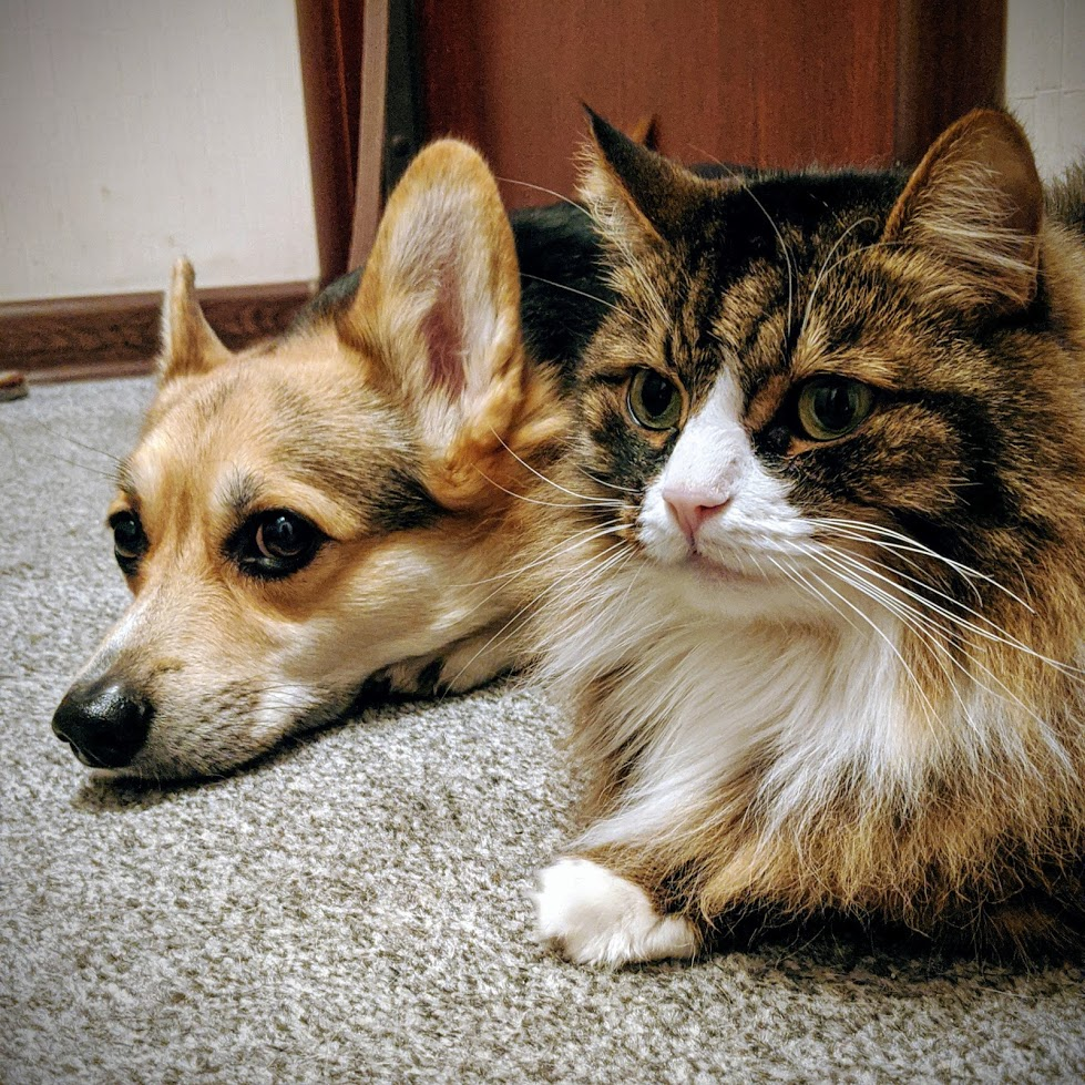 Neryumo's tweet photo. Okay #PetTrain! 

Tychus the catto and Raynor the doggo.
https://t.co/wyIA4AgMnL

Tag @shel_tc @Koteg_rnd https://t.co/GIxv9mD8S4