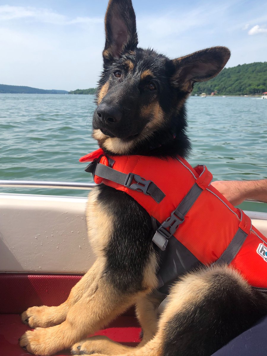 contrastsec's tweet photo. All hands on deck! Finn may not have liked the water too much, but he sure does enjoy being the captain of the ship #PetsofContrast https://t.co/VJPxn4GX6T