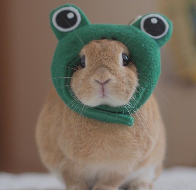 BABYMILKIE's tweet photo. im no longer bunny im froggo https://t.co/rtBYfCdbh8